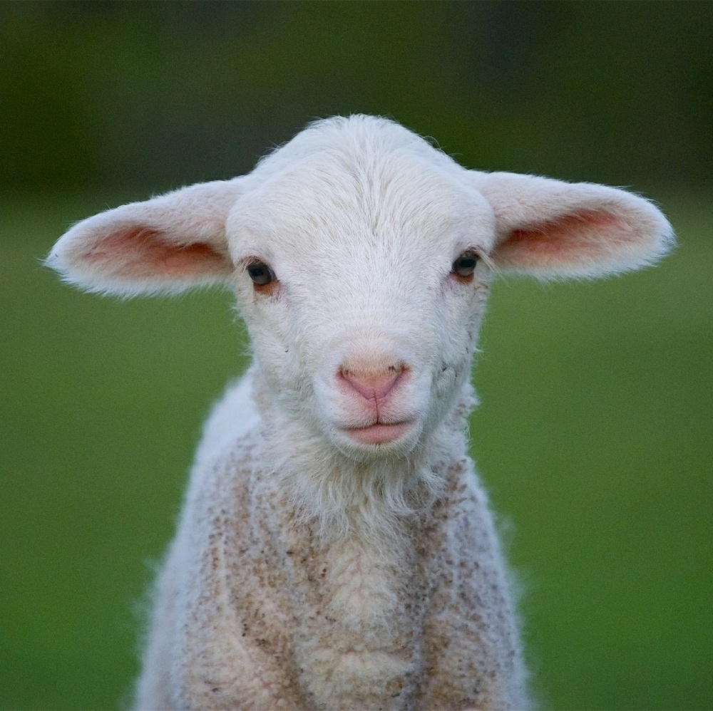 Meet your Posher, Kathleen